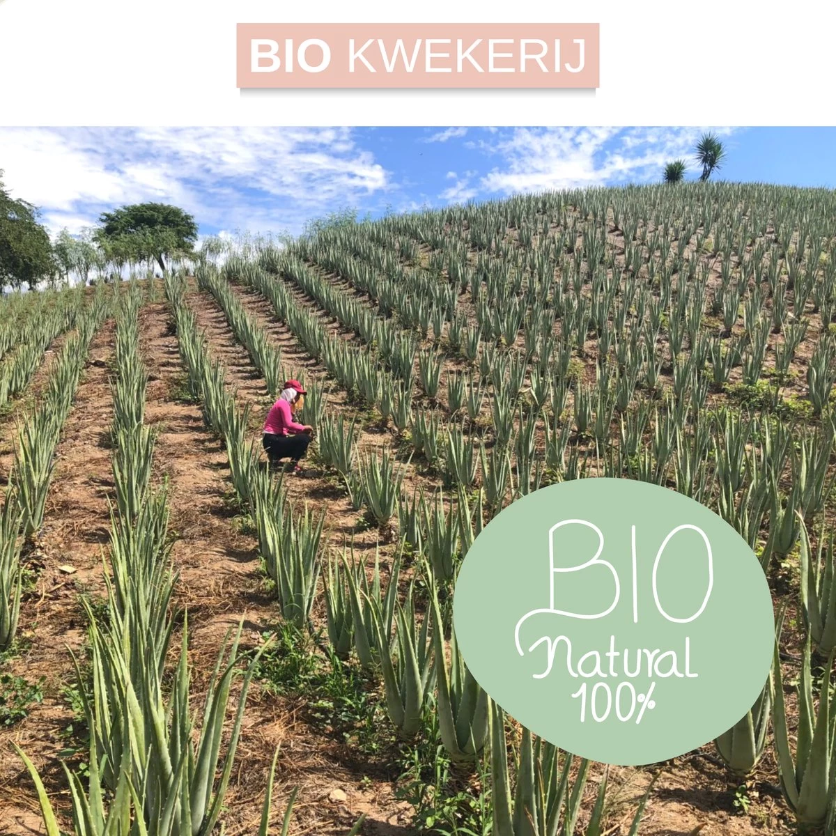 Dr. Green® 1x- Aloë Vera Blad - MAAK GEL IN 3 MINUTEN - 100% Puur - Biologisch - Afbeelding 5