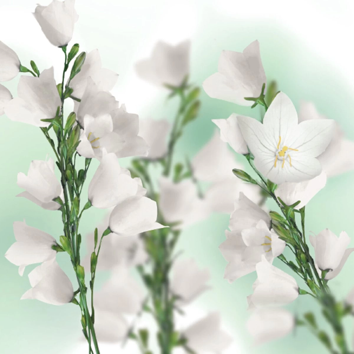 Kneipp Balancing - Douche Foam - Afbeelding 8