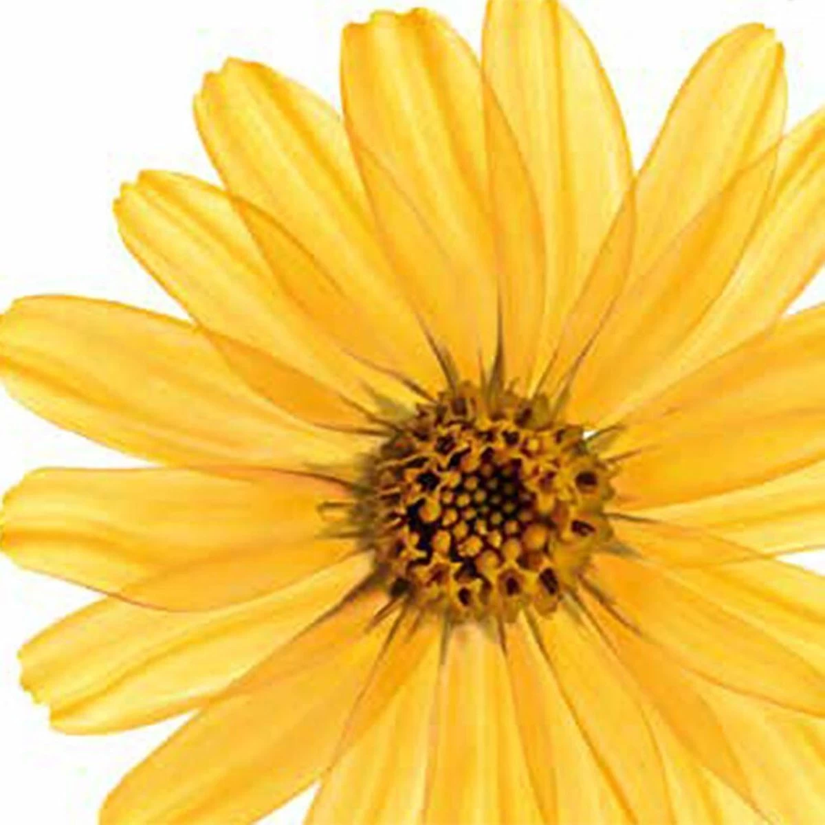 Kneipp Arnica Active - Massageolie - Afbeelding 3