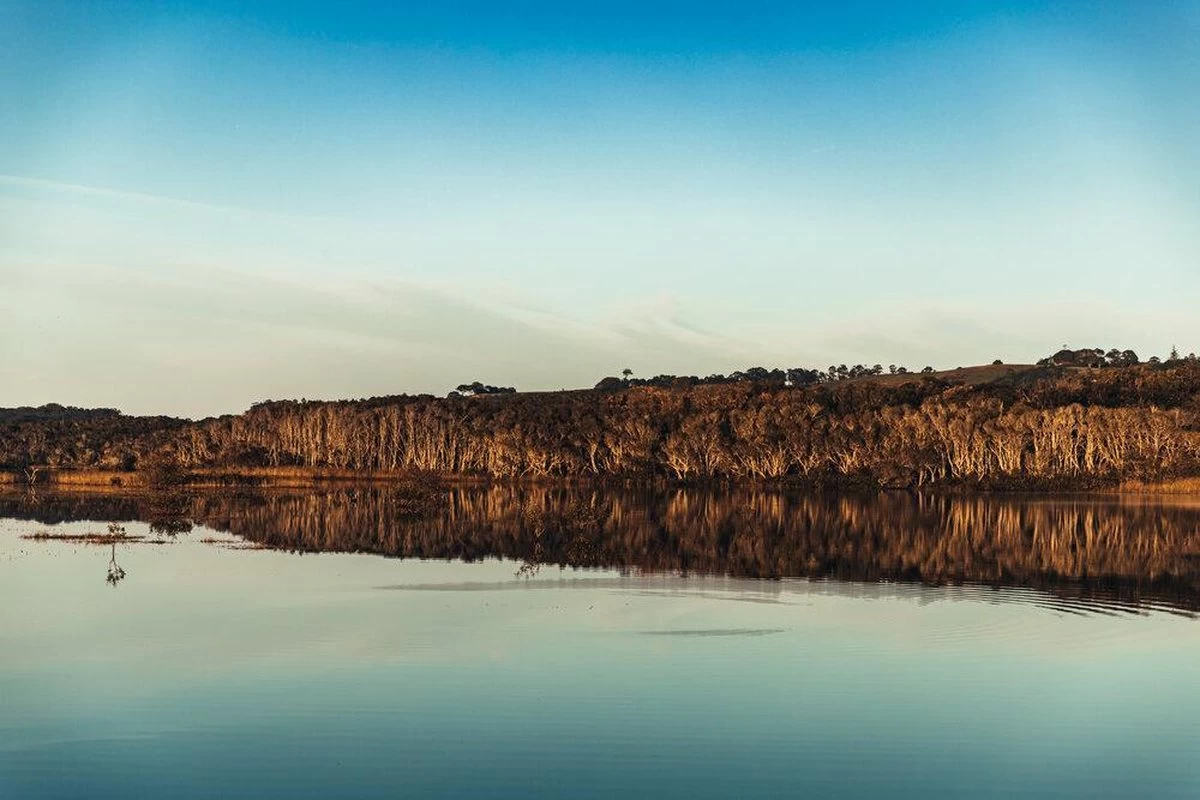 Australian Bodycare Body Treatment - 3 Producten Tegen Puistjes, Een Onzuivere Huid En Mee–eters Op De Rug En Billen Gebaseerd Op Tea Tree Olie - Bevat Douchegel En Peeling Om Je Huid Te Reinigen En Bodylotion Om Je Huid Te Hydrateren En Verzorgen - Afbeelding 4